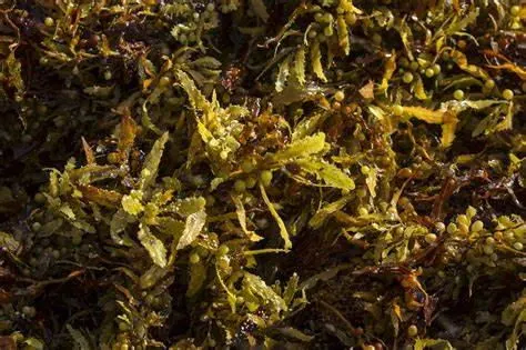 brown seaweed_看图王.jpg